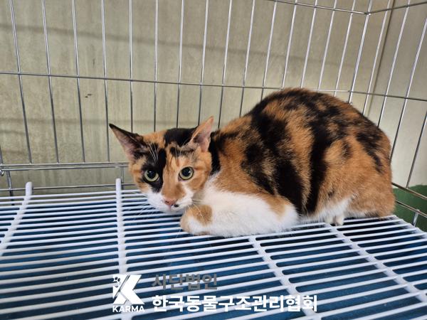 한국동물구조관리협회_411317202500179
